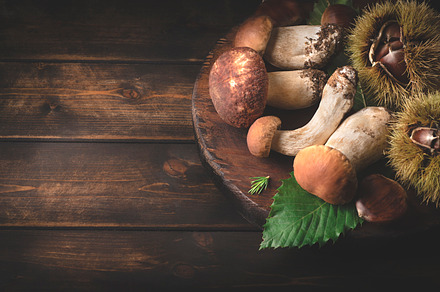 Mushrooms porcini background