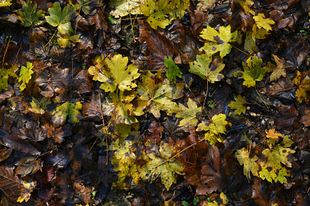 Wet fallen leaves in autumn