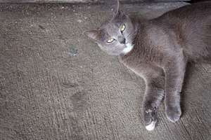 Kitten, an Animal Photo by AMMi