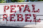 Roses, a Symbol Font by Loudoun Design Co. (Thumbnail 3 of 6)