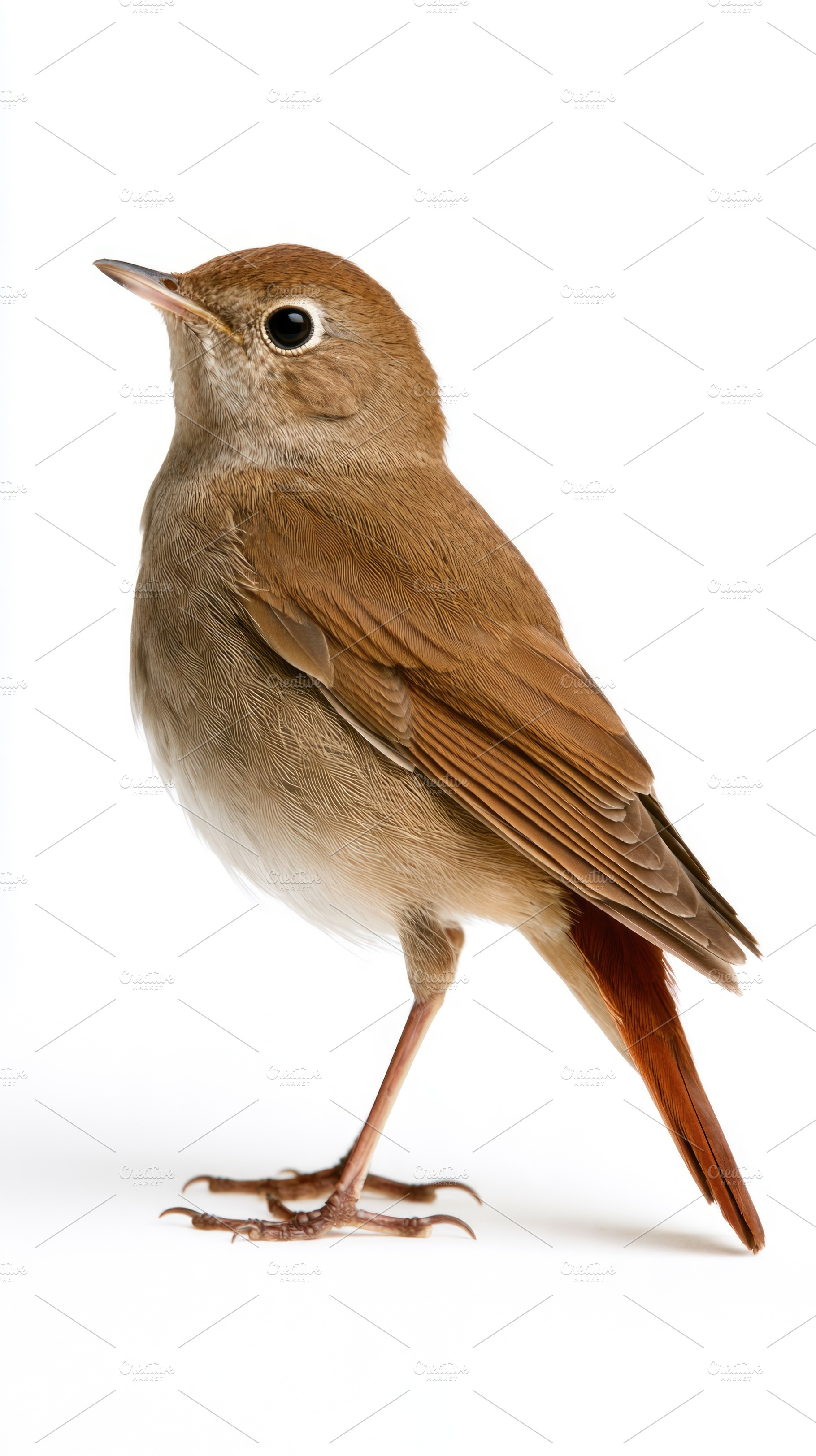 Common nightingale standing isolated on white background, an Animal Photo by José Manuel Gelpi