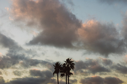 3 palms, a Nature Photo by remi + tori