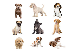 Puppy Overlays, PNG