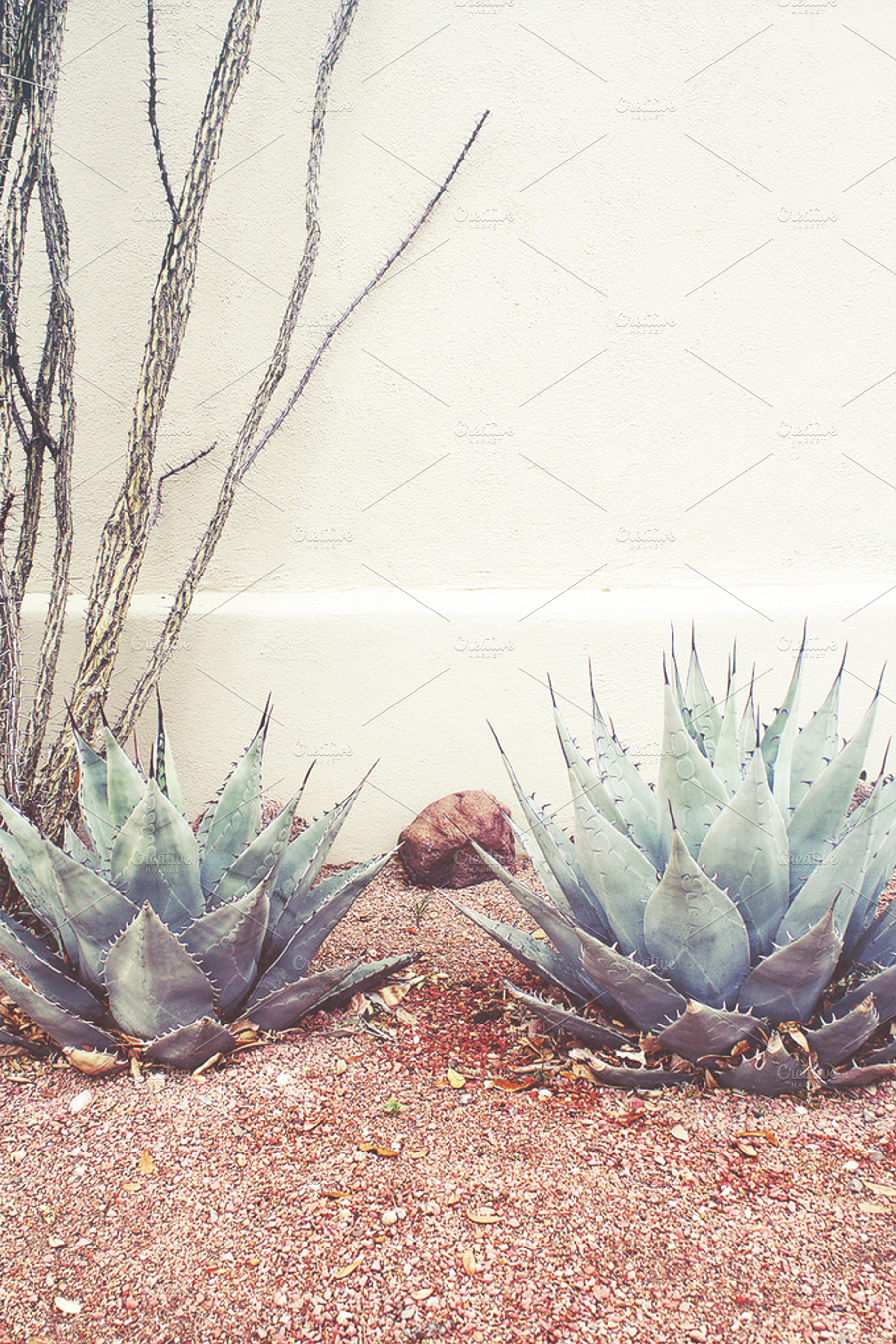 Xeriscape Scene