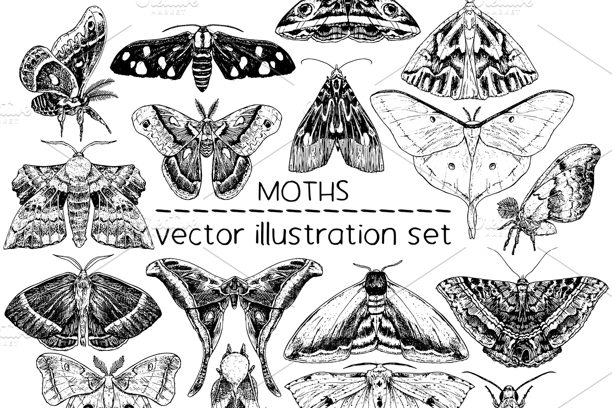 Moths - vector illustration set, an Animal Illustration by Renée from Studio neetje (Photo 1 of 5)