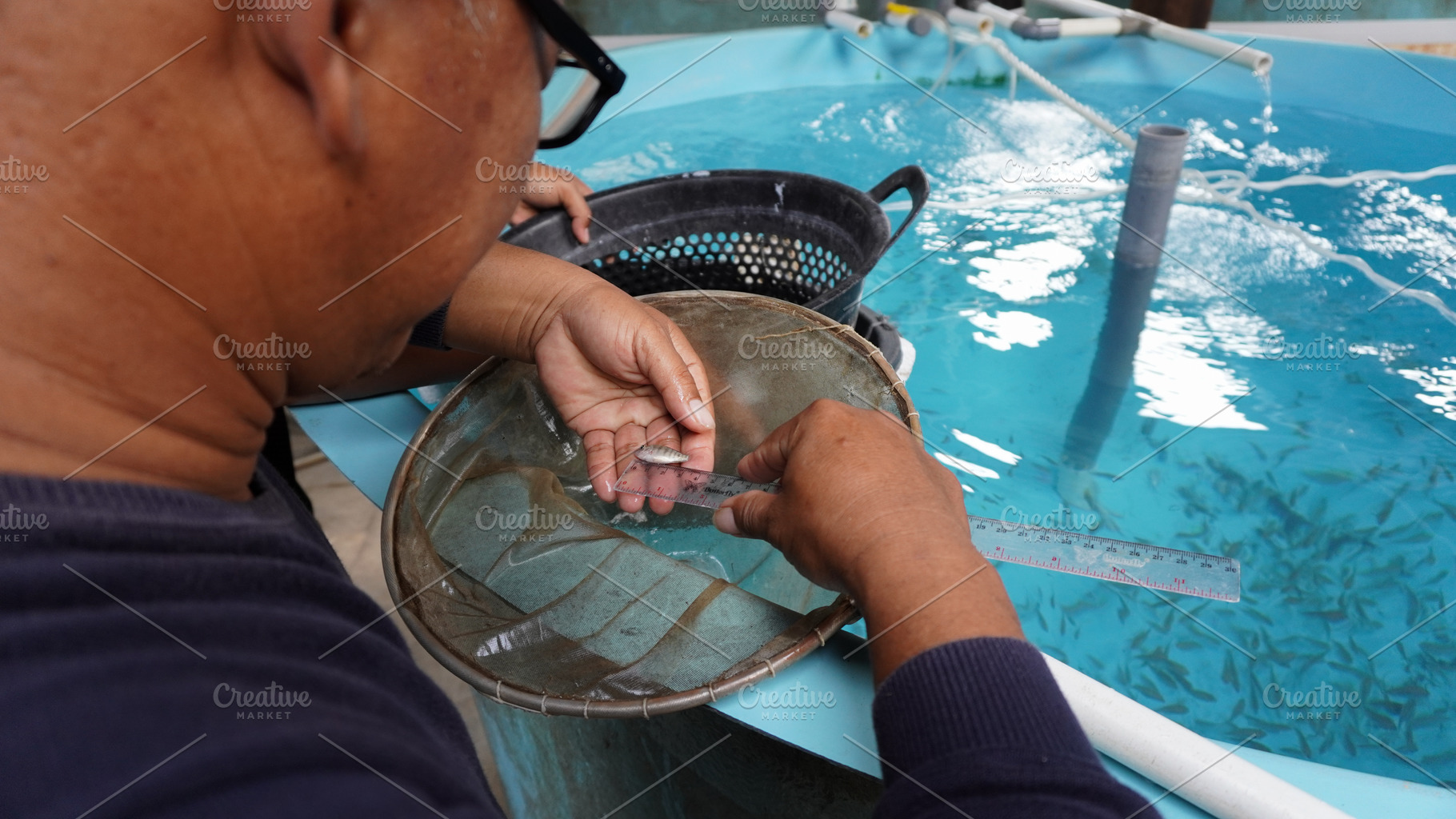 Tilapia Seed Size Measurement, an Animal Photo by bastera