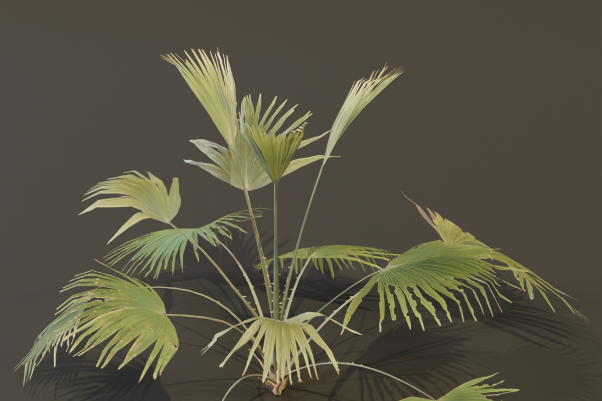 A Fan Palm Bush, a Plants & Tree 3D Model by FuturePastCreatives (Photo 5 of 7)