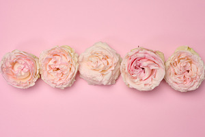 Blooming buds of pink roses on a pink background, composition, a Holiday Photo by ndanko