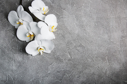 Orchids stock photo containing orchid and white, a Nature Photo by Olena Rudo