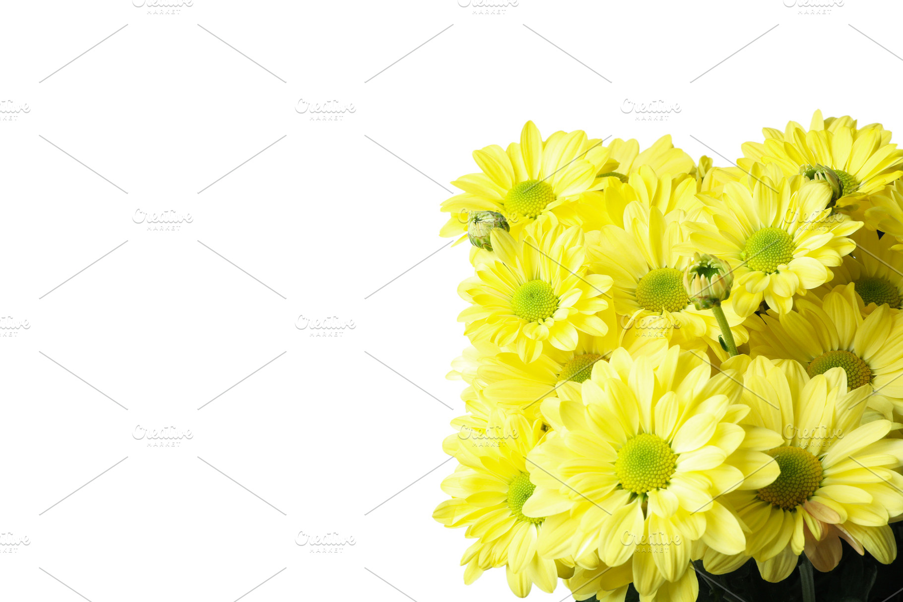 Beautiful yellow chrysanthemums isolated on white background, a Nature Photo by AtlasStudio PRO