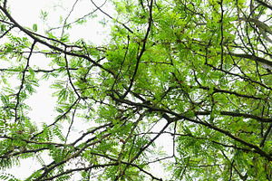 carob tree against the sky background, a Photo by WorldOfPhotos