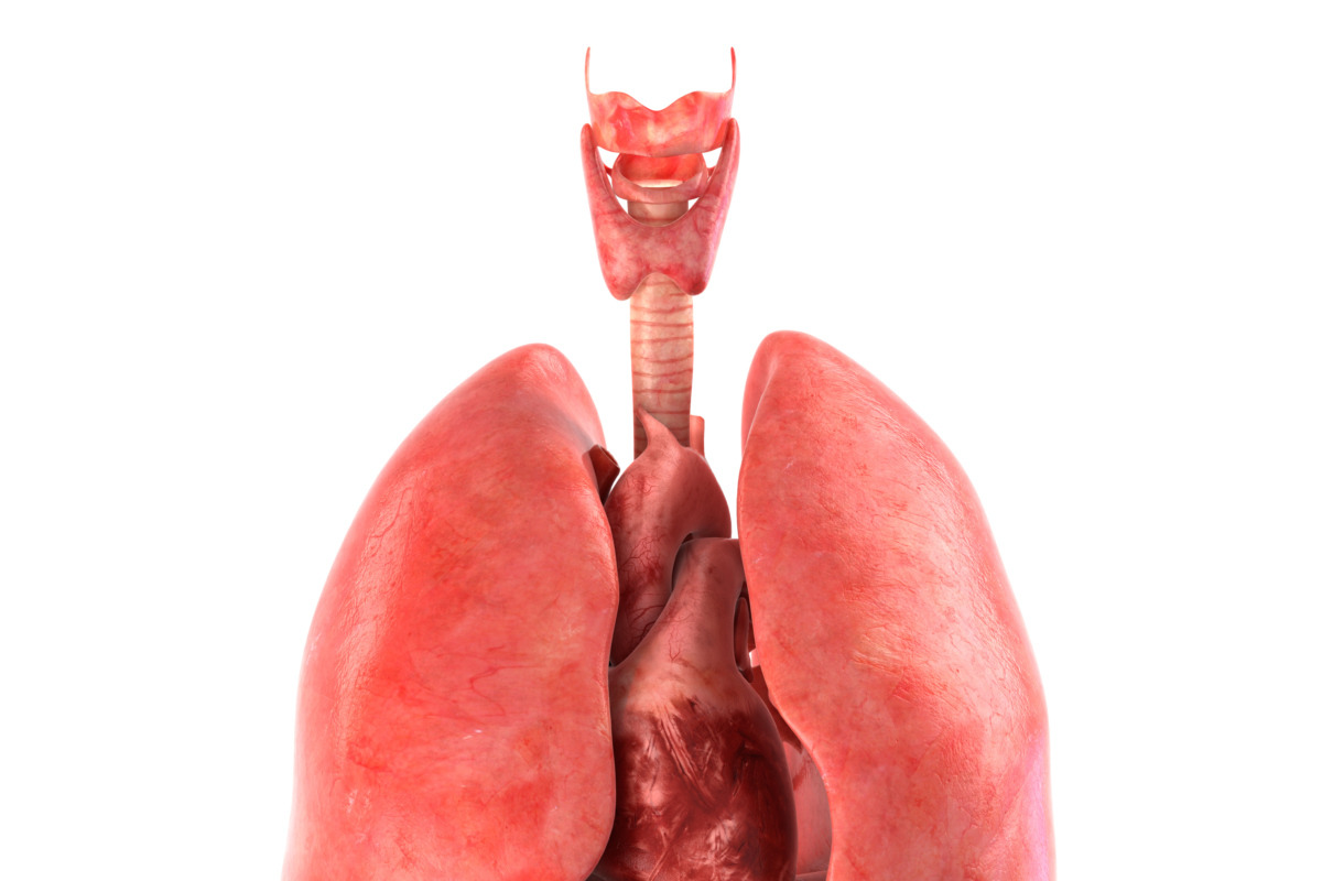 Human internal organs, a Characters & Person 3D Model by konstantin.ermolaev (Photo 21 of 46)
