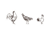 Set of a hand drawn chickens, an Animal Illustration by TheMountBirdStudio (Thumbnail 2 of 5)