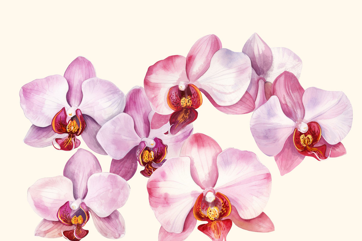 Orchids flower pattern and elements, a Decorative Illustration by irina.vaneeva (Photo 4 of 6)