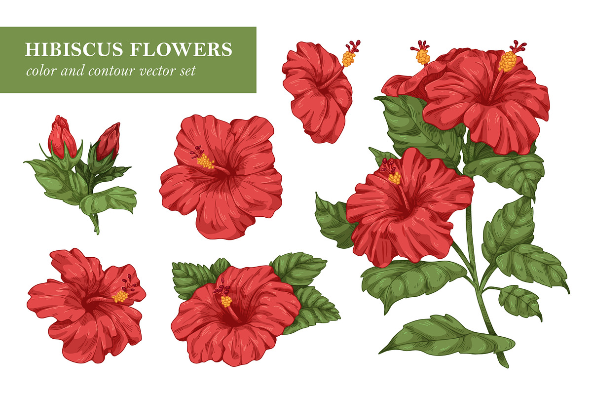 Hand drawn hibiscus flowers set, a Decorative Illustration by Good Studio (Photo 1 of 3)