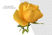 Roses Photo clipart, a Nature Photo by Contes_de_fée (Thumbnail 4 of 4)
