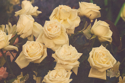Creamy roses stock photo containing nature and photograph, a Nature Photo by simonalimona