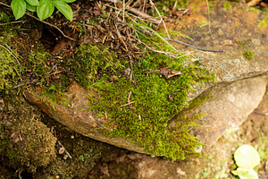 Bright green moss growing across wea, a Nature Photo by Elena Vagengeim
