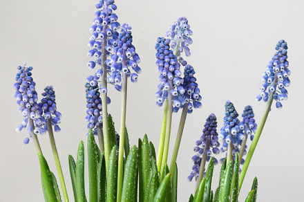 Blue muscari flowers