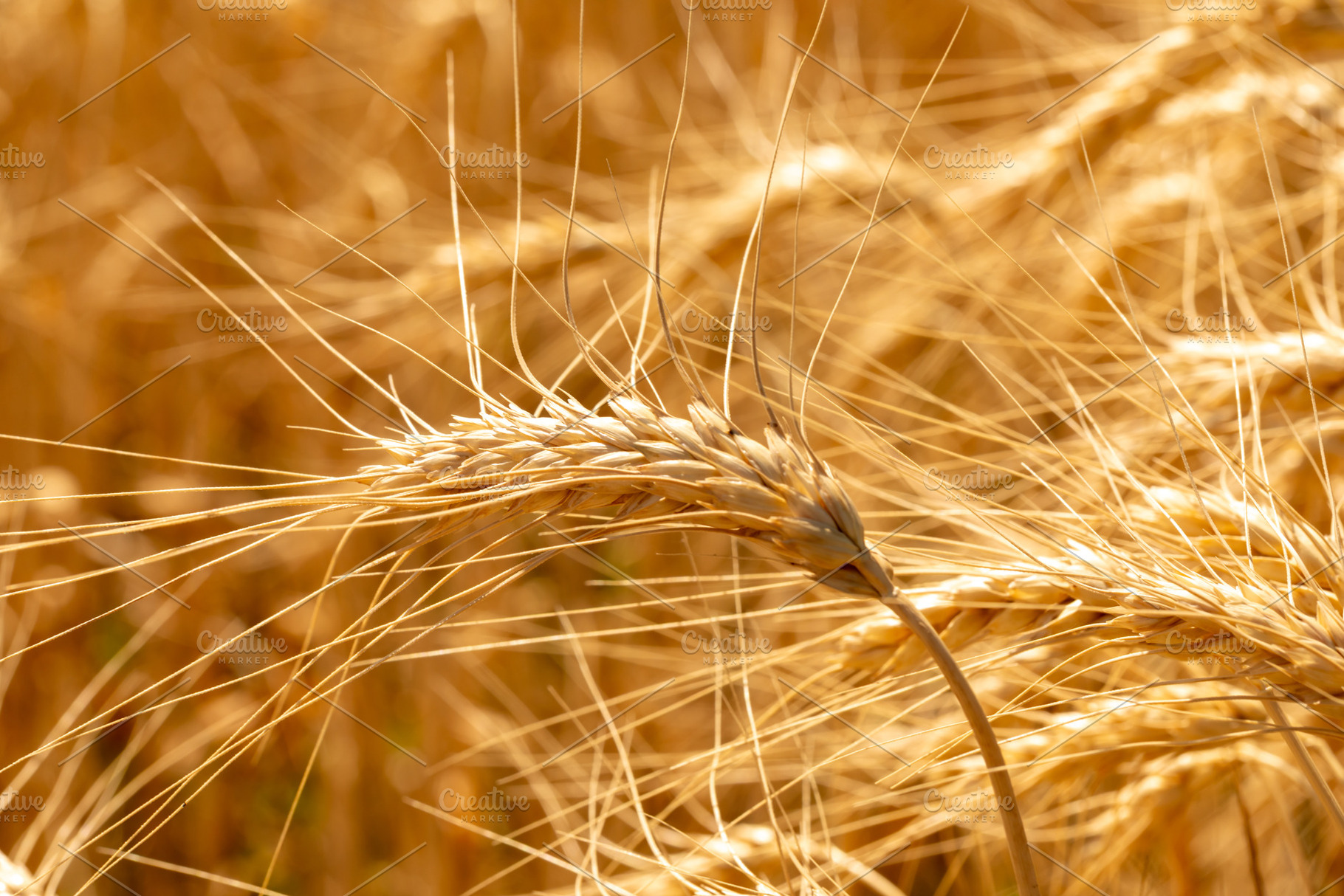 Macro view of a golden wheat head bending in the field, illumina, a Nature Photo by Ales Munt