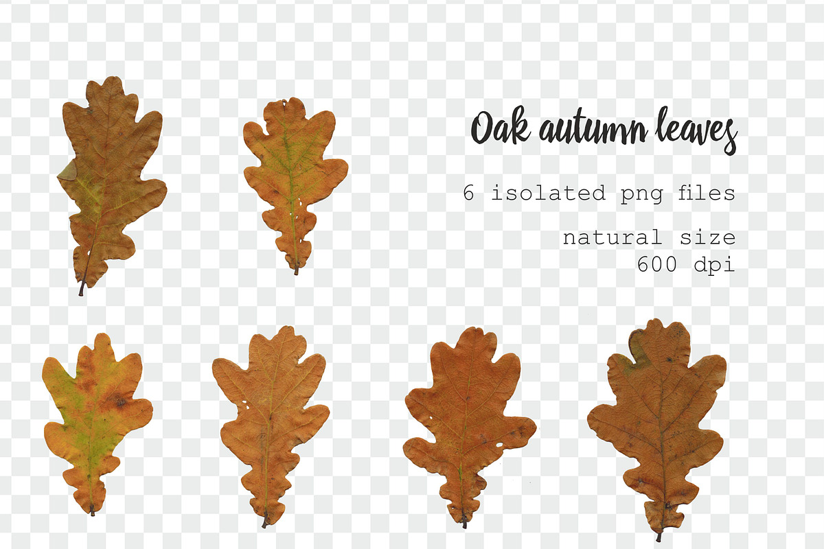 35 isolated autumn leaves png set, an Object Graphic by Lososenok (Photo 4 of 5)