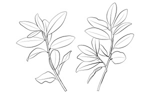 New Zealand Plants Vector Set