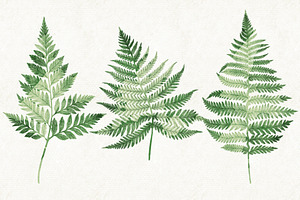 Ferns Bundle