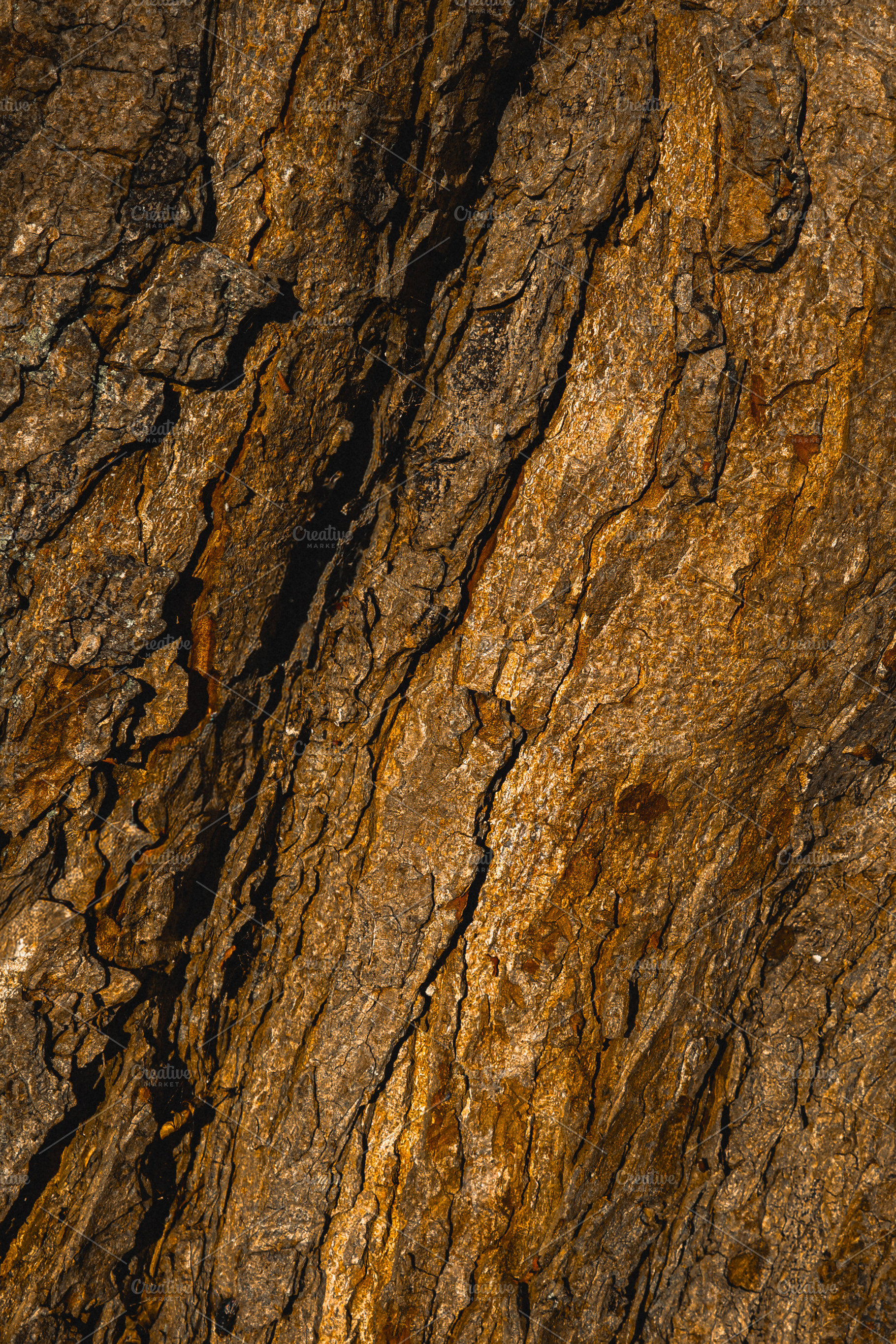 Tree bark texture showing rough natural surface and rugged abstr, a Photo by Studio ANNA