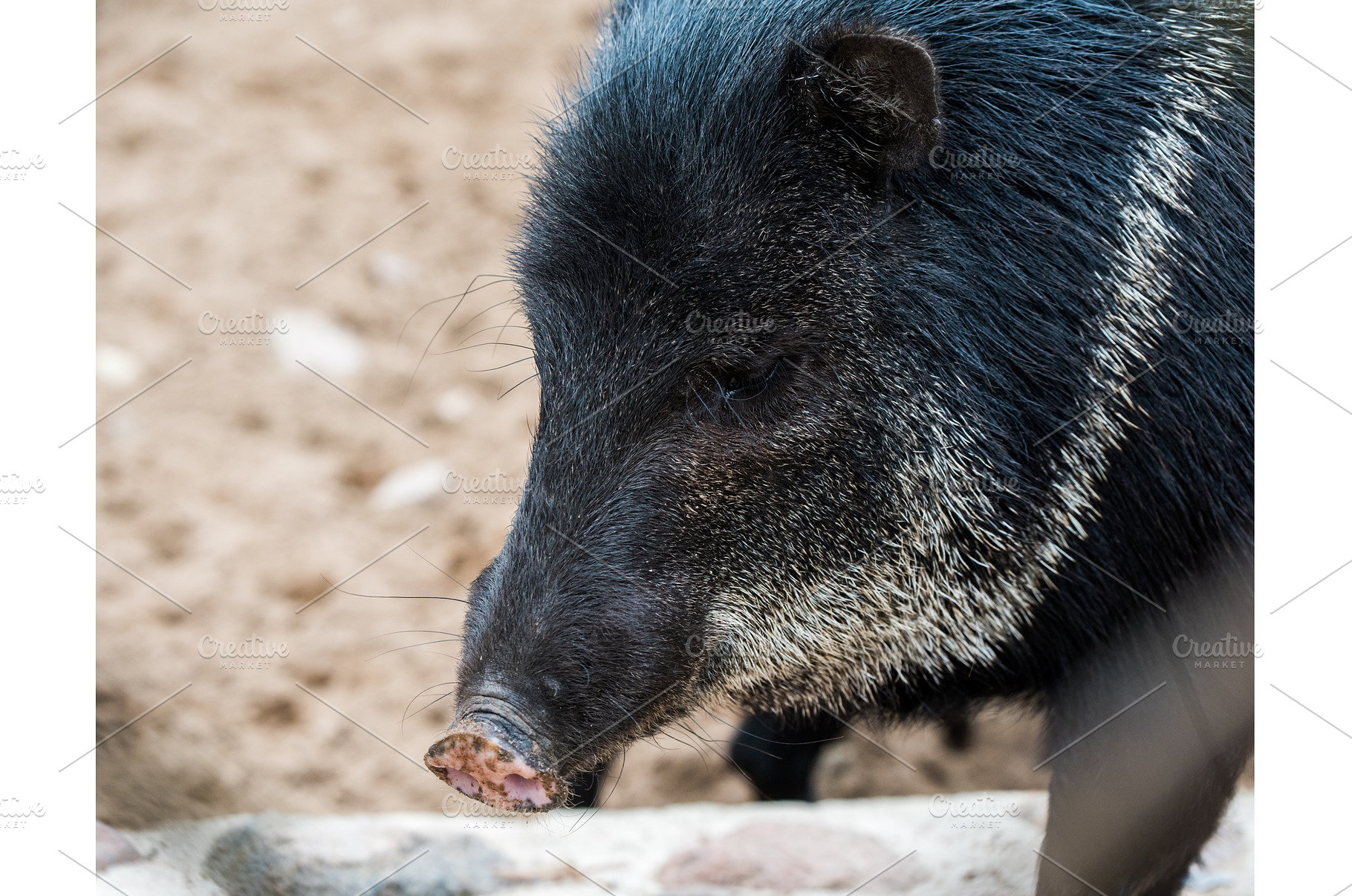 Collared Peccary Pecari tajacu close, an Animal Photo by COLORFUL