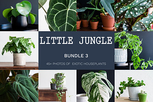 Little Jungle Image Bundle 3