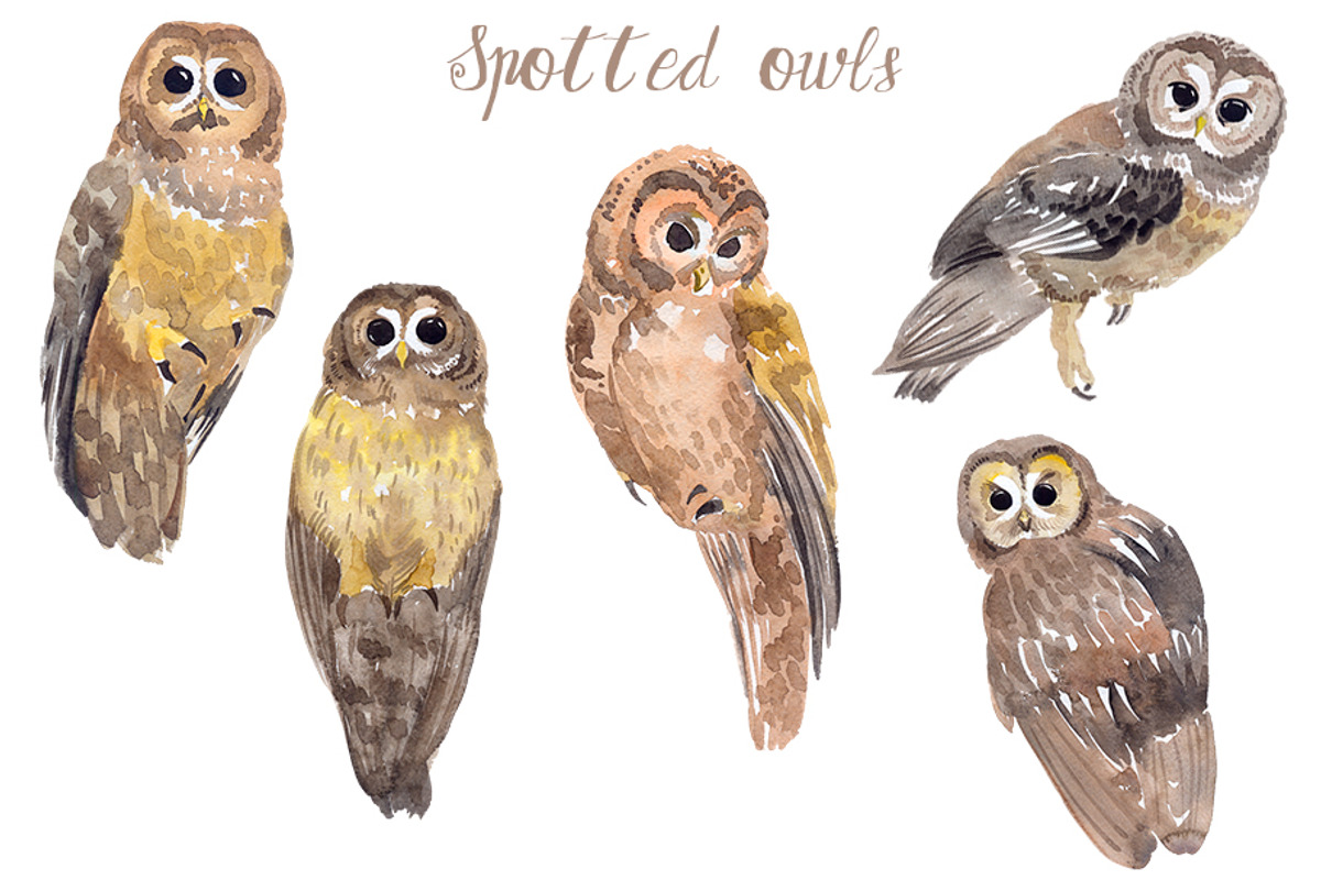 Watercolor Owls Bundle - 53 Owls, an Animal Illustration by YesFoxy (Photo 9 of 11)