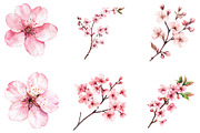Watercolor Cherry Blossom Clipart, an Illustration by Designking (Thumbnail 3 of 5)