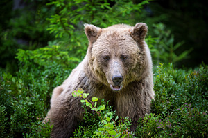 Brown bear standing among lush green foliage in a forest, surrou