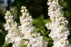 a spring park with blooming white lilac flowers in the spring season, a Photo by rsoollAI