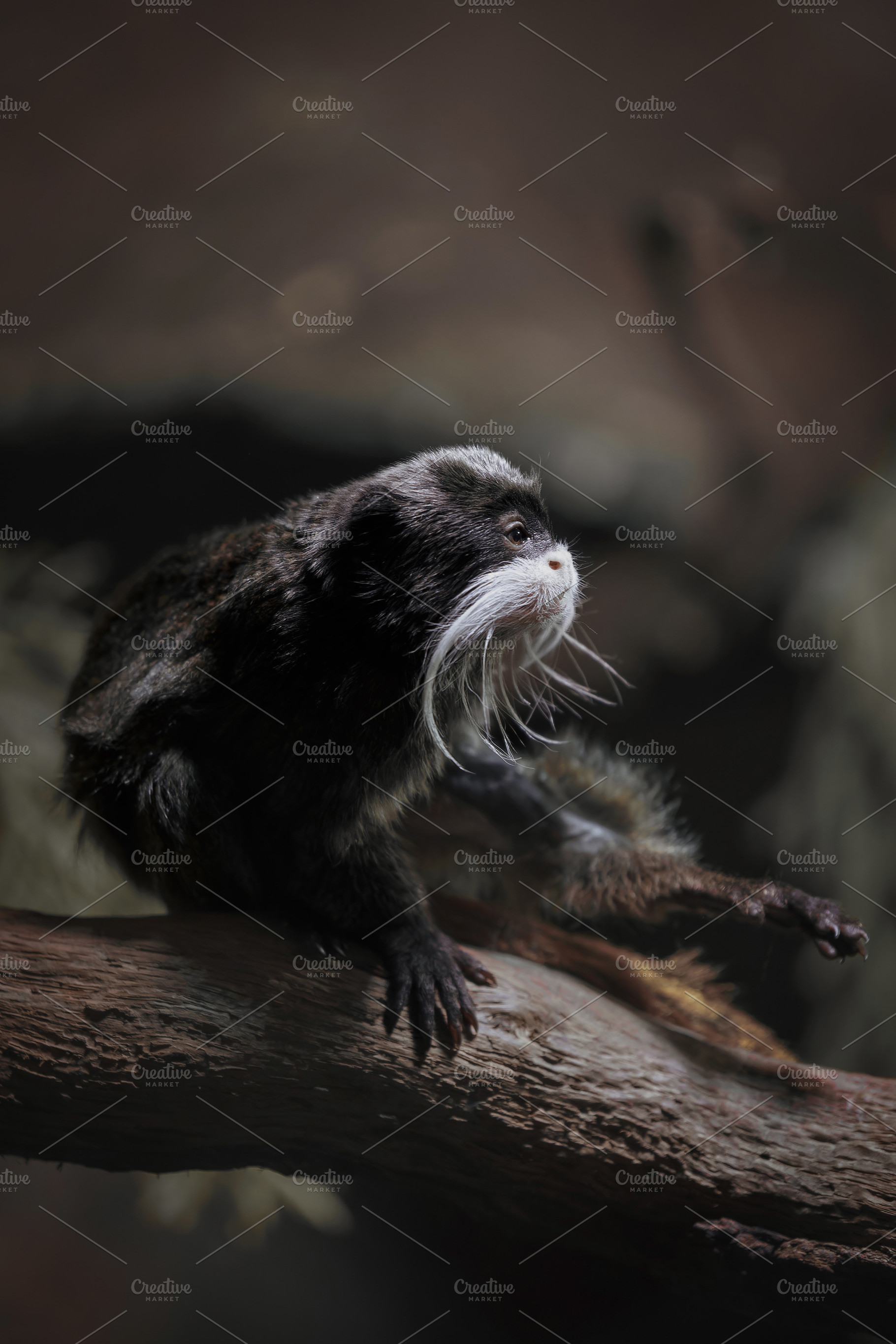 Emperor tamarin with white whiskers, an Animal Photo by Perpis