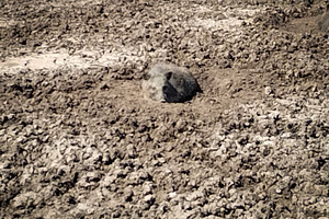 Wild boar alone on cracked muddy ground, an Animal Photo by DanFLCreativo