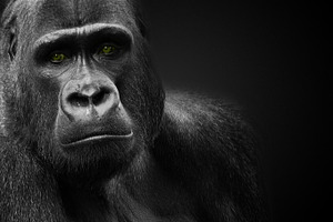 Gorilla stock picture