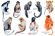 Watercolor Happy Monkeys, an Animal Illustration by Anastasia (Thumbnail 9 of 13)