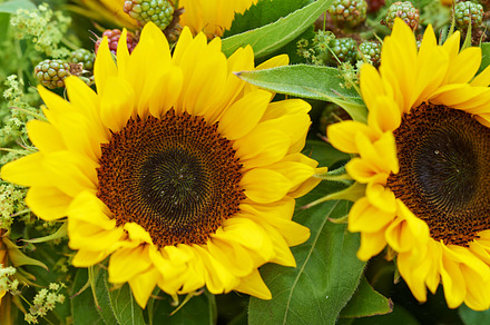 Sunflowers saluting the sun, a Photo by Peopleimages.com