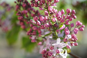 Violet Lilac flowers, a Nature Photo by EmotionalPhotography