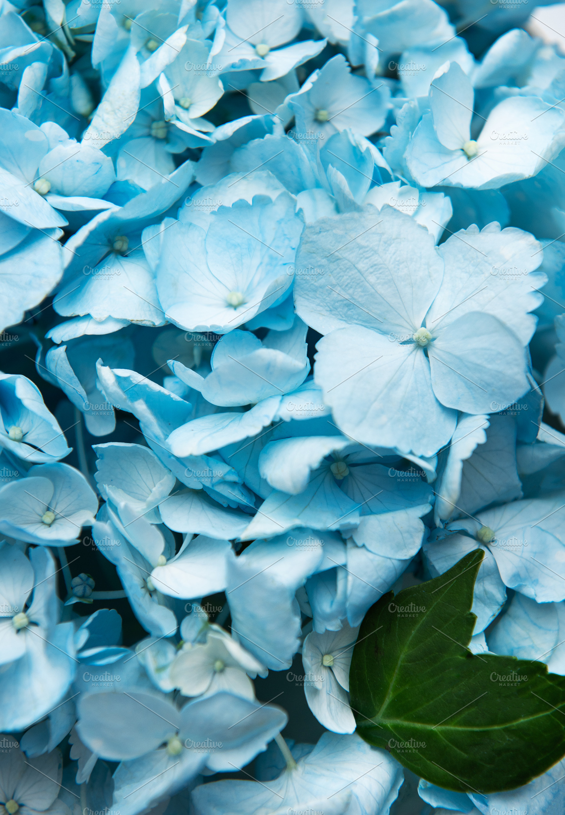 Blue hydrangea flowers blooming with green leaf macro, a Background Photo by Olena Rudo