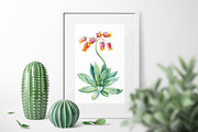 Succulents Botanical Watercolor, a Background Graphic by Hanna Hryharenka (Thumbnail 4 of 15)