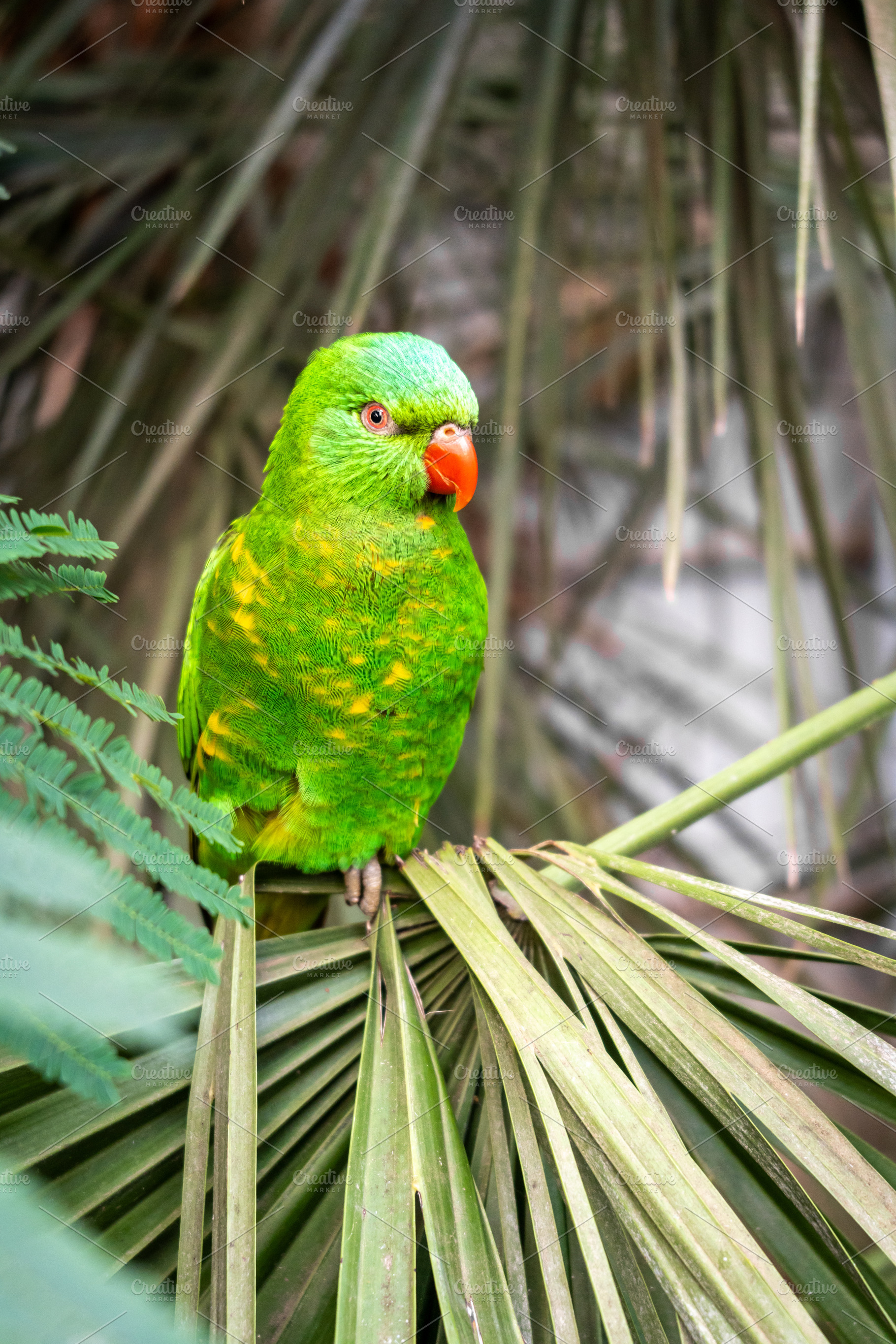 Green lorikeet perched among tropical leaves on Kangaroo Island,, an Animal Photo by GoodGoods