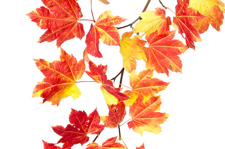Colorful fall branch of leaves stock photo containing fall and autumn, a Nature Photo by Zigzag Mountain Art