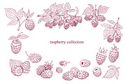 Raspberry Vector Collection, a Food Illustration by Lubov Illustrations Shop (Thumbnail 2 of 5)