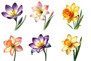 Whimsical Suisen flower spring Clip, an Illustration by Designworld (Thumbnail 5 of 5)