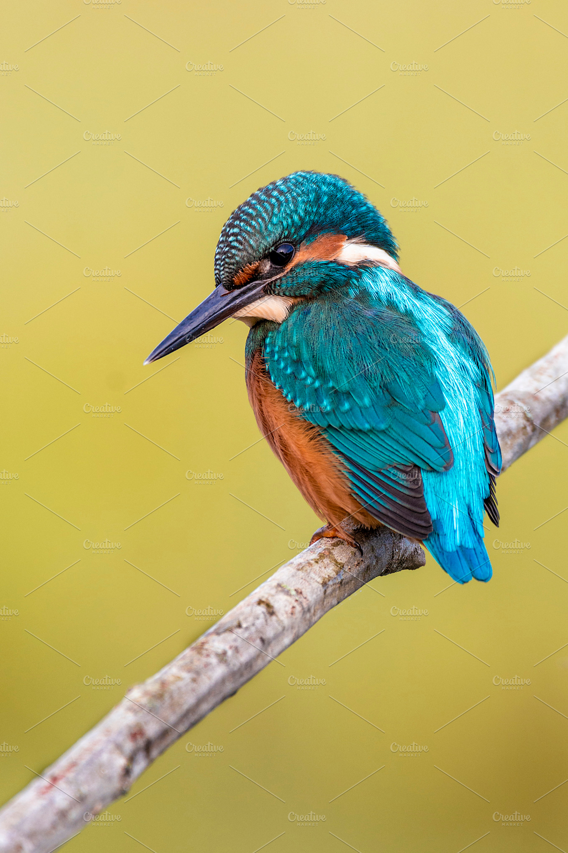 Kinfisher containing alcedo, atthis, and kingfisher, an Animal Photo by Nat