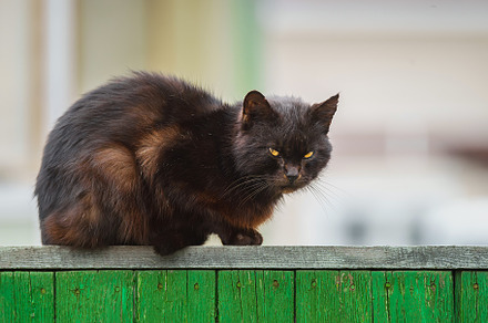black cat perched on fence post, an Animal Photo by AlexBush