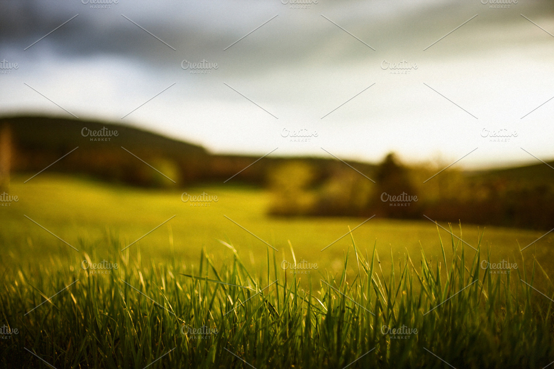 Grass lit by the sun, a Nature Photo by DiverseArt