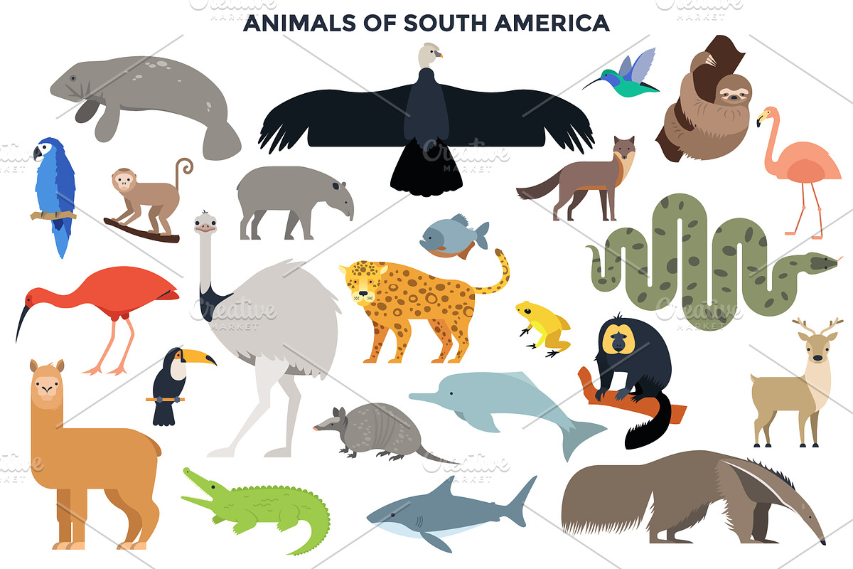187 Animals Of The World, an Animal Illustration by Andrew Kras Design (Photo 4 of 15)